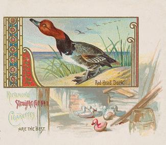 1890 Allen & Ginter Game Birds (N40) #NNO Red Head Duck Front