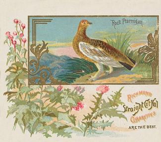 1890 Allen & Ginter Game Birds (N40) #NNO Rock Ptarmigan Front