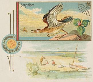 1890 Allen & Ginter Game Birds (N40) #NNO Sandpiper Front