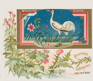 1890 Allen & Ginter Game Birds (N40) #NNO Whooping Crane Front