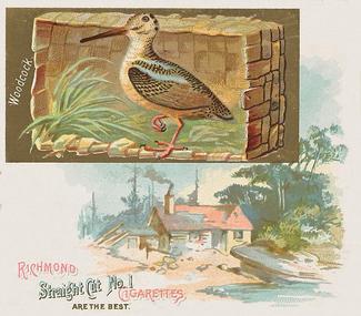 1890 Allen & Ginter Game Birds (N40) #NNO Woodcock Front