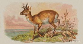 1890 Allen & Ginter Quadrupeds (N21) #NNO Antelope Front