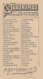 1890 Allen & Ginter Quadrupeds (N21) #NNO Black Bear Back