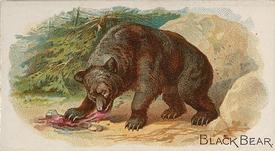 1890 Allen & Ginter Quadrupeds (N21) #NNO Black Bear Front