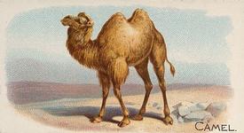 1890 Allen & Ginter Quadrupeds (N21) #NNO Camel Front