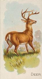 1890 Allen & Ginter Quadrupeds (N21) #NNO Deer Front