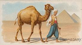 1890 Allen & Ginter Quadrupeds (N21) #NNO Dromedary Front