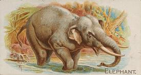 1890 Allen & Ginter Quadrupeds (N21) #NNO Elephant Front