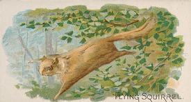 1890 Allen & Ginter Quadrupeds (N21) #NNO Flying Squirrel Front