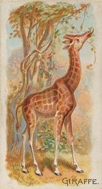 1890 Allen & Ginter Quadrupeds (N21) #NNO Giraffe Front
