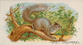 1890 Allen & Ginter Quadrupeds (N21) #NNO Grey Squirrel Front