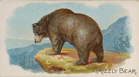 1890 Allen & Ginter Quadrupeds (N21) #NNO Grizzly Bear Front