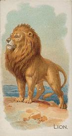 1890 Allen & Ginter Quadrupeds (N21) #NNO Lion Front