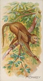 1890 Allen & Ginter Quadrupeds (N21) #NNO Monkey Front