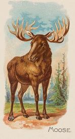 1890 Allen & Ginter Quadrupeds (N21) #NNO Moose Front