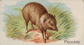 1890 Allen & Ginter Quadrupeds (N21) #NNO Peccary Front