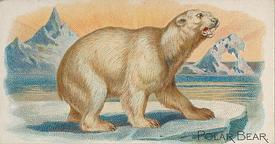 1890 Allen & Ginter Quadrupeds (N21) #NNO Polar Bear Front