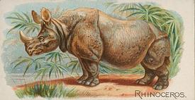 1890 Allen & Ginter Quadrupeds (N21) #NNO Rhinoceros Front