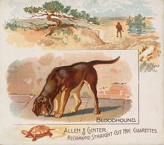 1890 Allen & Ginter Quadrupeds (N41) #NNO Bloodhound Front