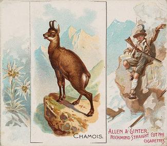 1890 Allen & Ginter Quadrupeds (N41) #NNO Chamois Front