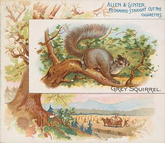 1890 Allen & Ginter Quadrupeds (N41) #NNO Grey Squirrel Front