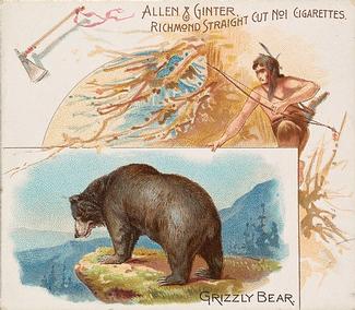 1890 Allen & Ginter Quadrupeds (N41) #NNO Grizzly Bear Front
