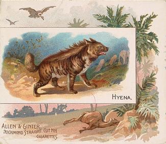 1890 Allen & Ginter Quadrupeds (N41) #NNO Hyena Front