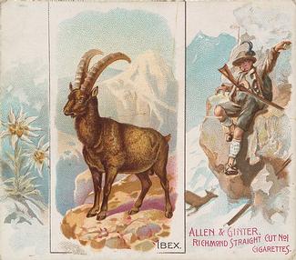 1890 Allen & Ginter Quadrupeds (N41) #NNO Ibex Front
