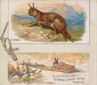 1890 Allen & Ginter Quadrupeds (N41) #NNO Lynx Front