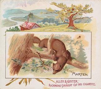 1890 Allen & Ginter Quadrupeds (N41) #NNO Marten Front
