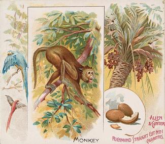 1890 Allen & Ginter Quadrupeds (N41) #NNO Monkey Front