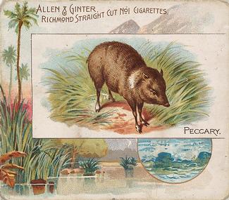 1890 Allen & Ginter Quadrupeds (N41) #NNO Peccary Front
