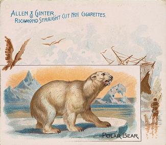 1890 Allen & Ginter Quadrupeds (N41) #NNO Polar Bear Front