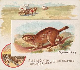 1890 Allen & Ginter Quadrupeds (N41) #NNO Prairie Dog Front