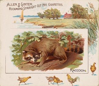 1890 Allen & Ginter Quadrupeds (N41) #NNO Raccoon Front