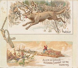 1890 Allen & Ginter Quadrupeds (N41) #NNO Wolf Front