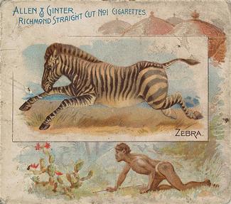 1890 Allen & Ginter Quadrupeds (N41) #NNO Zebra Front