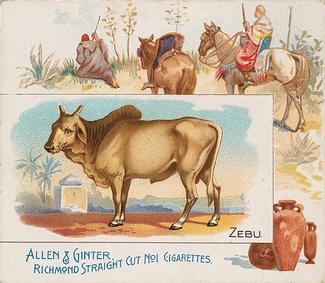 1890 Allen & Ginter Quadrupeds (N41) #NNO Zebu Front