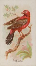 1890 Allen & Ginter Song Birds of the World (N23) #NNO Amandava Front