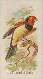 1890 Allen & Ginter Song Birds of the World (N23) #NNO Black-breasted Barbet Front