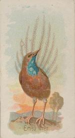 1890 Allen & Ginter Song Birds of the World (N23) #NNO Emeu Wren Front