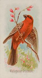 1890 Allen & Ginter Song Birds of the World (N23) #NNO Madagascar Grosbeak Front