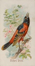 1890 Allen & Ginter Song Birds of the World (N23) #NNO Orchard Oriole Front