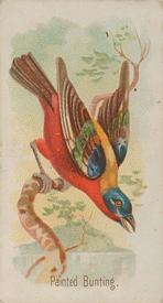 1890 Allen & Ginter Song Birds of the World (N23) #NNO Painted Bunting Front