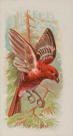1890 Allen & Ginter Song Birds of the World (N23) #NNO Pine Grosbeak Front