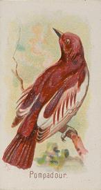1890 Allen & Ginter Song Birds of the World (N23) #NNO Pompadour Front