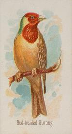 1890 Allen & Ginter Song Birds of the World (N23) #NNO Red-headed Bunting Front