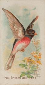 1890 Allen & Ginter Song Birds of the World (N23) #NNO Rose-breasted Wood Robin Front