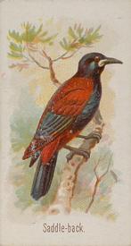 1890 Allen & Ginter Song Birds of the World (N23) #NNO Saddle-back Front