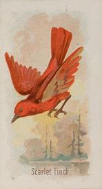 1890 Allen & Ginter Song Birds of the World (N23) #NNO Scarlet Finch Front